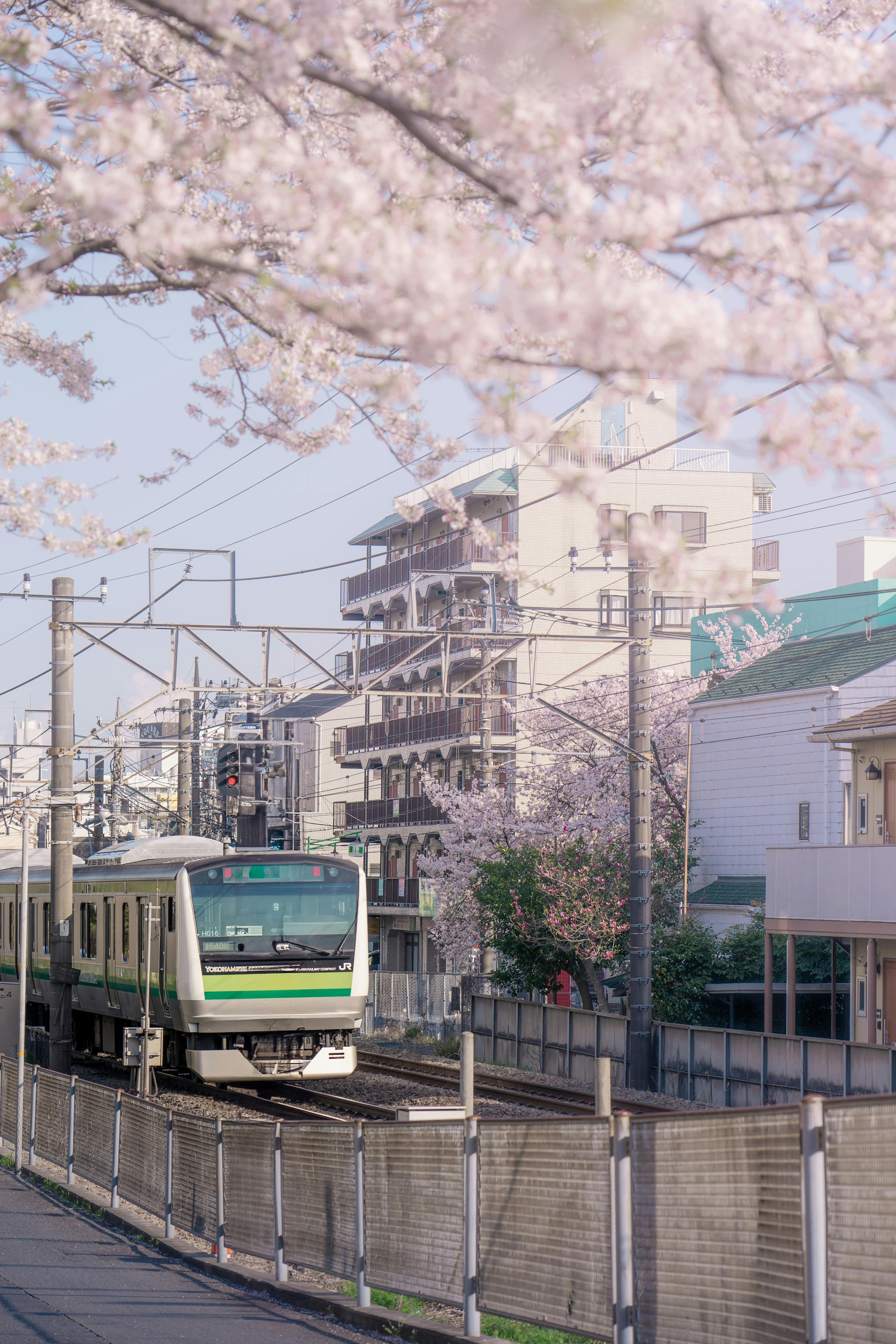Japan Sakura Trail | Los Angeles to Tokyo